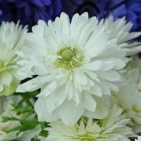 Anemone coronaria 'Mount Everest' Photo: Nijssen